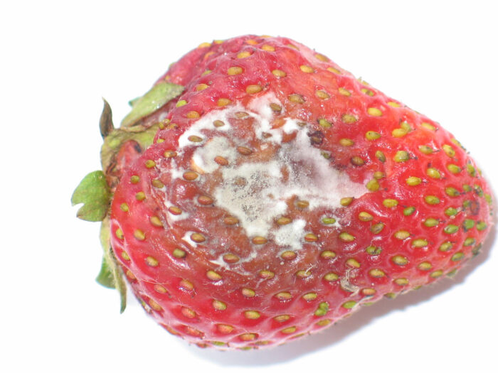 truskawka, szara pleśn, objawy, porażone owoce truskawki