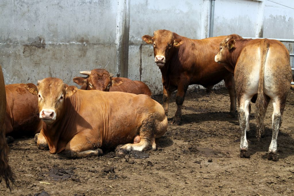 bydło mięsne, opasy, ferma bydła mięsnego, protest mieszkańców