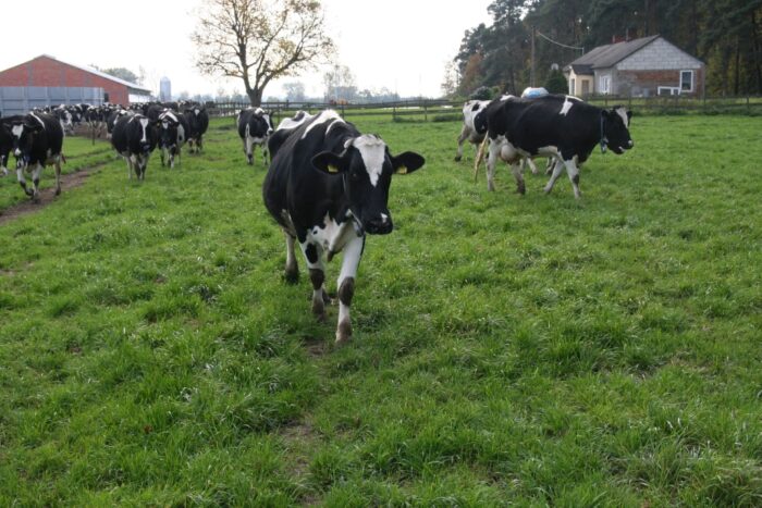 pastwisko, krowy mleczne, trawy, ruń