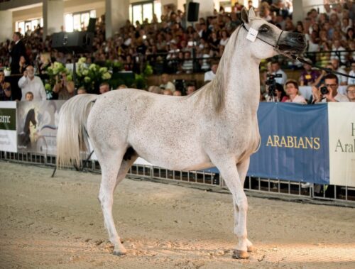 Dni Konia Arabskiego, pride of poland, janów podlaski, michałowo