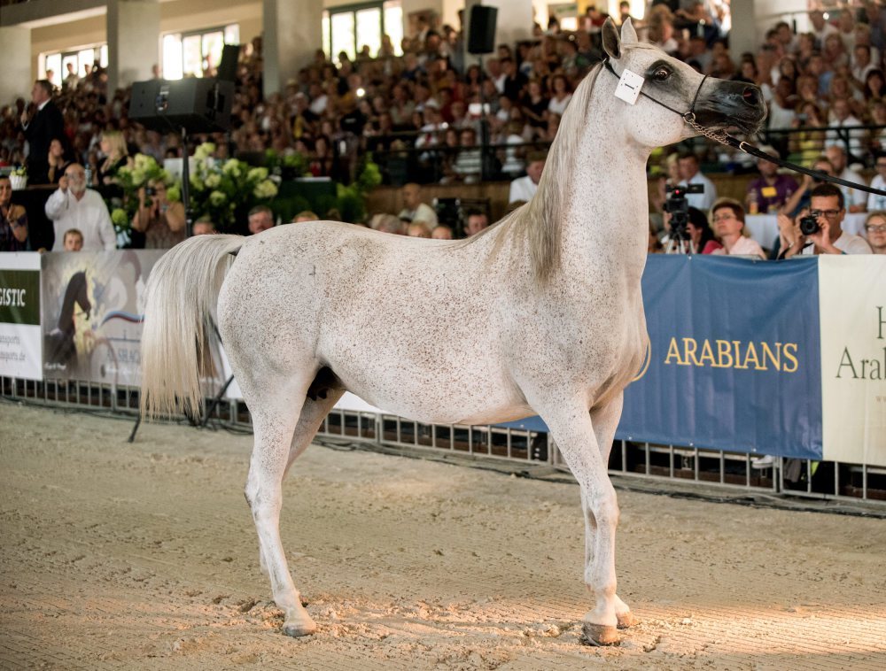 Dni Konia Arabskiego, pride of poland, janów podlaski, michałowo
