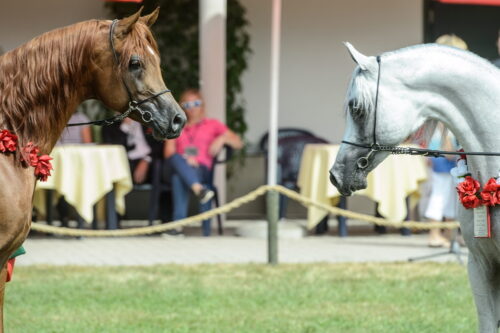Dni Konia Arabskiego, pride of poland, janów podlaski, michałowo