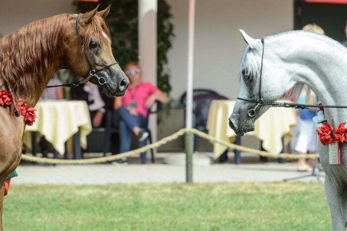Dni Konia Arabskiego, pride of poland, janów podlaski, michałowo