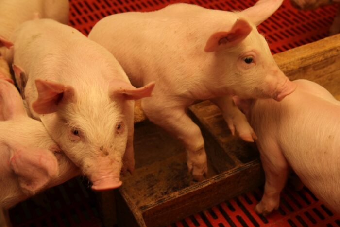 rośnie produkcja prosiąt, plenność loch