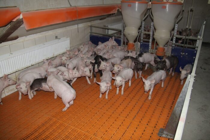 prosięta, tuczniki, warchlaki, import prosiąt