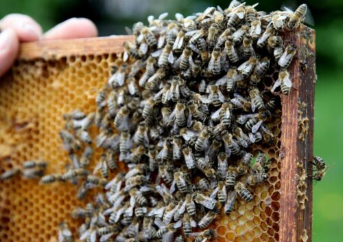 pszczoły, pszczelarstwo, pszczele rodziny, warmia i mazury