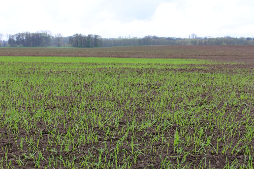 pszenica, zbiory pszenicy, jęczmień, zboża, strategie grains