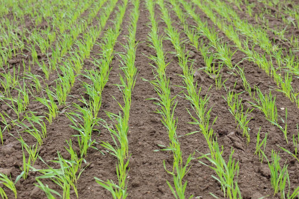 pszenica, zbiory pszenicy, produkcja pszenicy, zboża