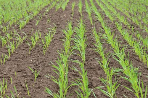 ujemne skutki przezimowania, straty w uprawach, oziminy, szacowanie szkód