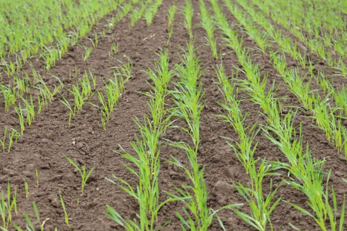 ujemne skutki przezimowania, straty w uprawach, oziminy, szacowanie szkód