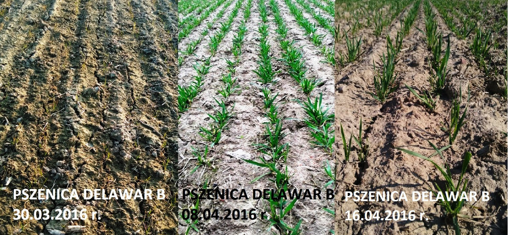 pszenica ozima, odmiana Delawar, wzrost roślin, Szczutowo
