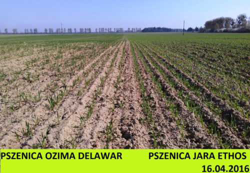 pszencia ozima, pszenica jara, wzrost, rośliny