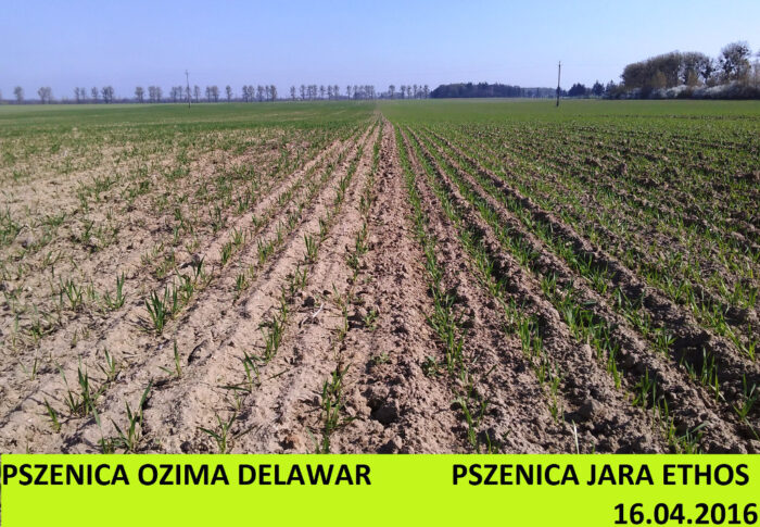 pszencia ozima, pszenica jara, wzrost, rośliny