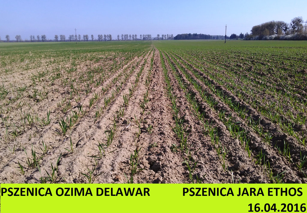 pszencia ozima, pszenica jara, wzrost, rośliny