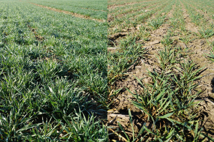 pszenica ozima, stan plantacji, kondycja roślin, wymarznięcia, krzewienie, Zamojszczyzna