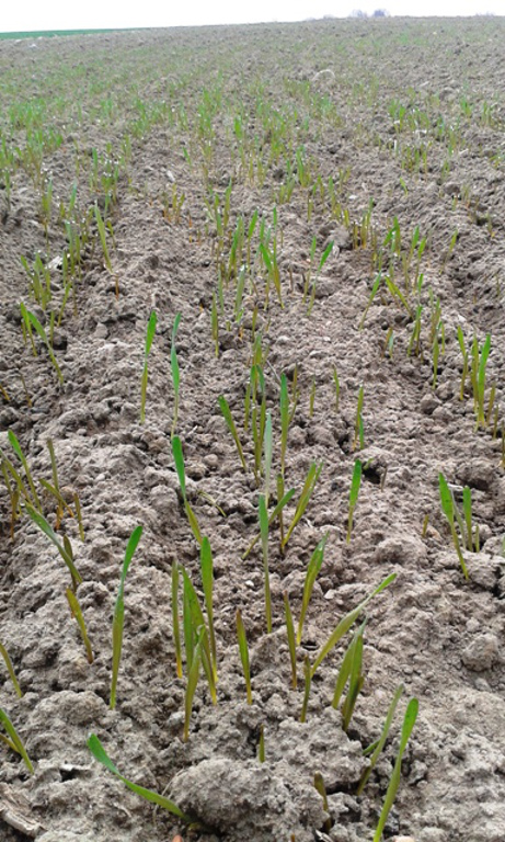 pszenżyto jare, rośliny, pole