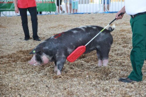 rasa puławska, rodzima, trzoda chlewna