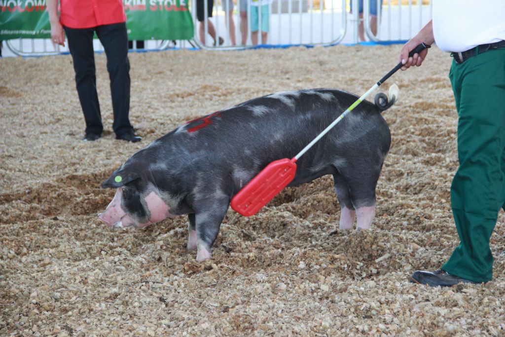 rasa puławska, rodzima, trzoda chlewna
