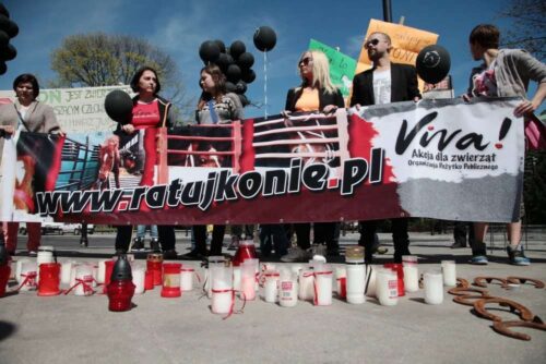 konie, Japonia, rzeźnia, transport, ministerstwo rolnictwa, MRiRW