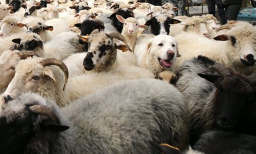 wypas owiec, podhale, bacówki, juhasi