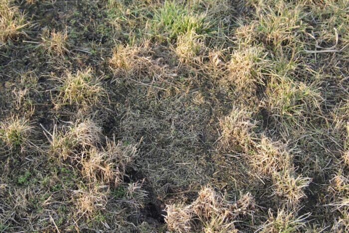 pastwisko, krowy mleczne, trawy, ruń