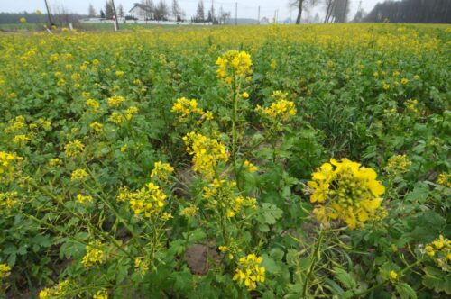 rzepak, zbiory rzepaku, eksport rzepaku, import rzepaku, surowce oleiste