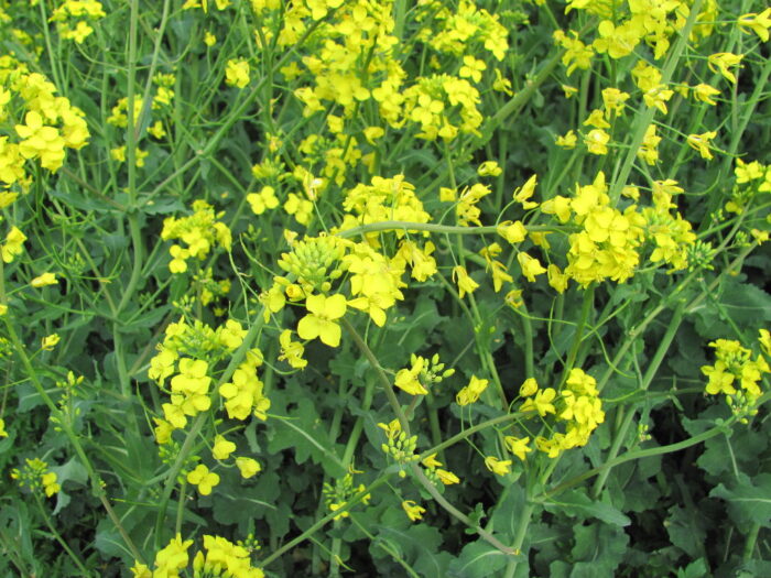 przymrozki, rzepak ozimy, rośliny, deformacje