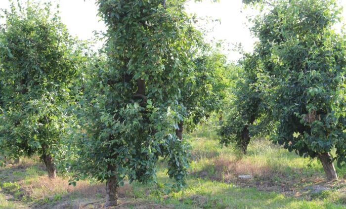 produkcja biopaliw, projekt Europruning, Arkadiusz Dyjakon, Instytut Inżynierii Rolniczej na Uniwersytecie Przyrodniczym