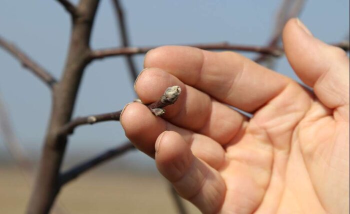 sad, sadownictwo, ochrona, SKS, parch jabłoni, choroby