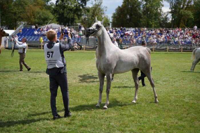 summer sale, konie, sprzedaż koni, aukcja koni