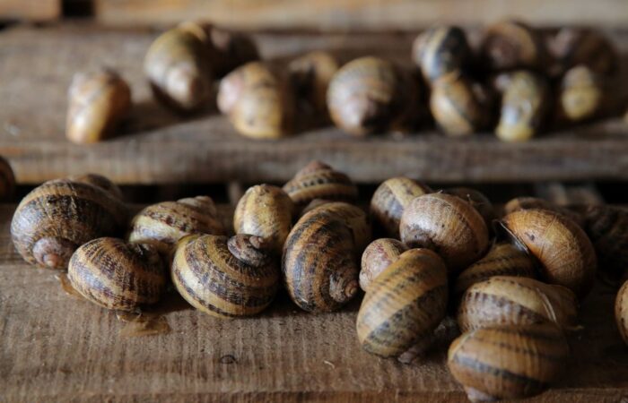 ślimak, hodowla ślimaka, pasłęk, Grzegorz Skalmowski