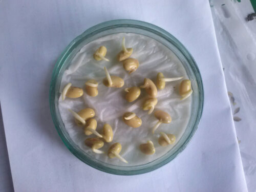 soja, nasiona, laboratoryjna zdolność kiełkowania, lzk