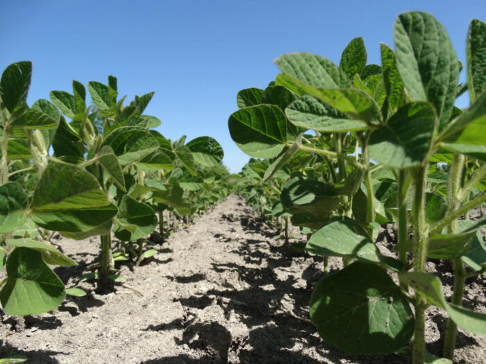 soja, rośliny, gleba, Sahryń