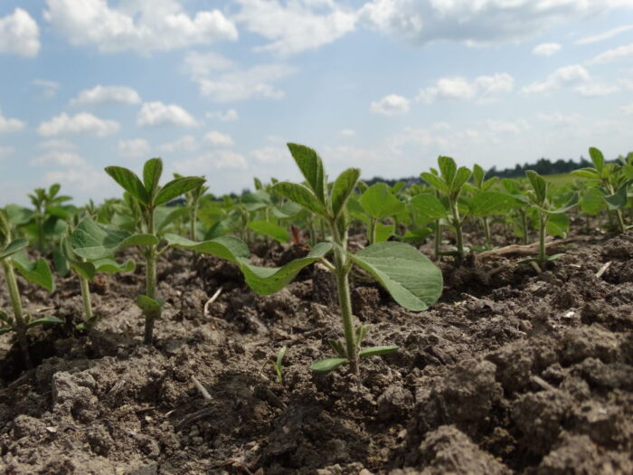 soja, inicjatywa białkowa COBORU, COBORU, PDO soja, odmiany soi, plonowanie soi