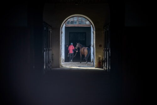 Stadnina koni w Janowie Podlaskim, janów podlaski, koksydiostatyki