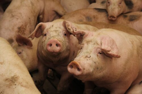 handel żywą trzodą chlewną, trzoda chlewna, świnie, wieprzowina