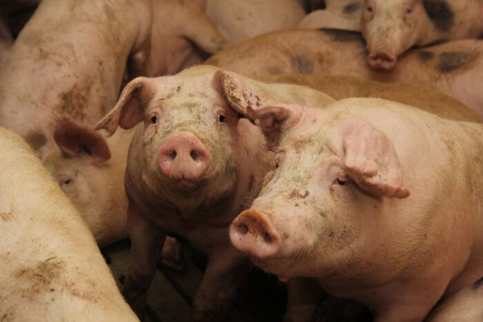 handel żywą trzodą chlewną, trzoda chlewna, świnie, wieprzowina