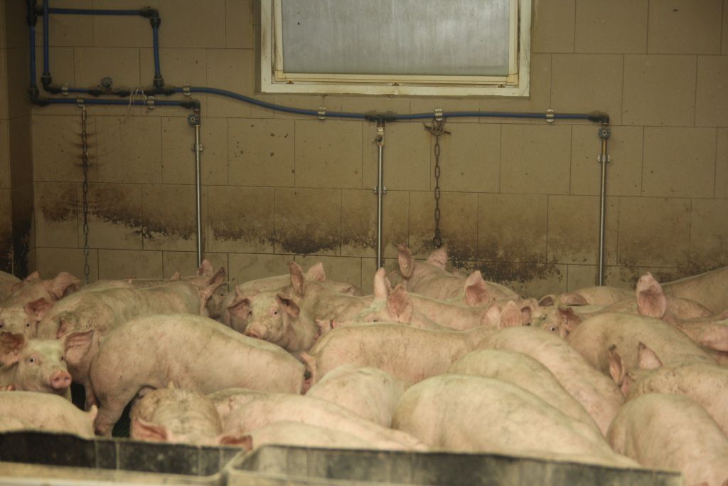 polsus, Polski Związek Hodowców i Producentów Trzody Chlewnej, trzoda chlewna