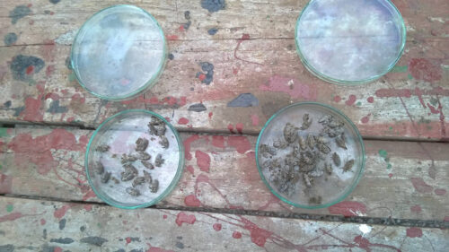 szarek komośnik, szkodniki, Brodzica