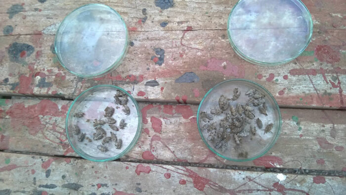 szarek komośnik, szkodniki, Brodzica