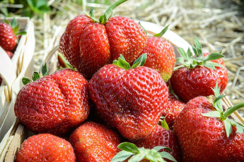 produkty ekologiczne, żywność ekologiczna, uprawy ekologiczne