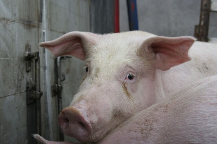 prawo, przepisy, GMO, pasze dla zwierząt, projekt noweli o paszach, żywność