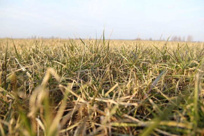 pastwisko, krowy mleczne, trawy, ruń