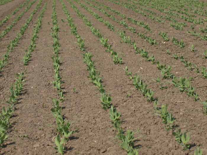 strączkowe, bobowate, groch, groch jadalny, chwasty, zwalczanie chwastów w strączkowych