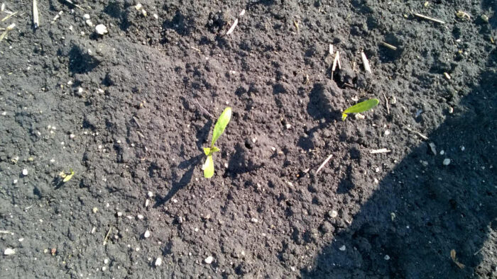 przymrozki, uszkodzenia buraków cukrowych, IMGW, buraki uszkodzone przez przymrozki, siewki buraka cukrowego