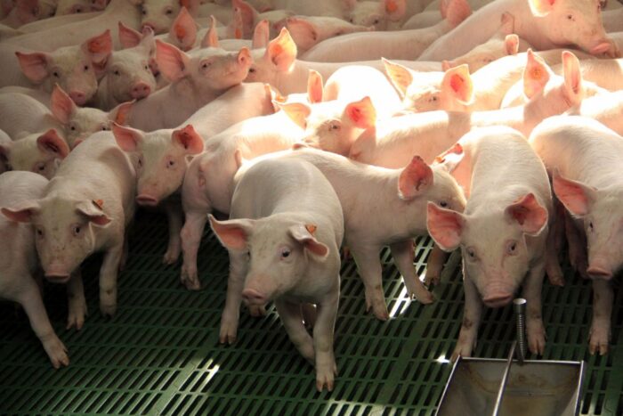 ZinkStop, odsadzenie prosiąt, biegunki, stosowanie cynku, ograniczenie użycia antybiotyków,