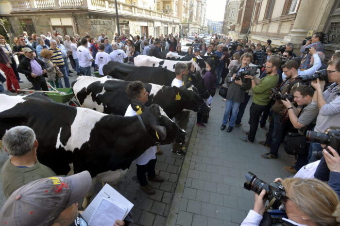 węgry, budapeszt, tesco, producenci mleka, protest