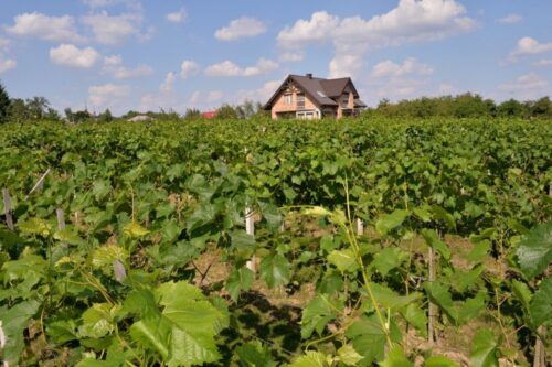 Polska Federacja Producentów Wina, producent wina, winiarze, wino, winnica
