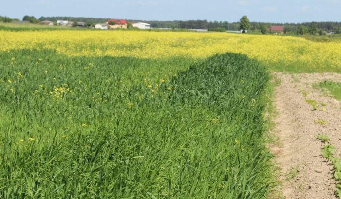 nawożenie, NIK, raport, gleba, uprawa, badanie gleby