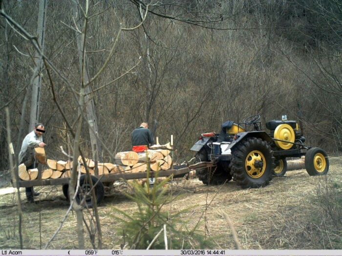 złodzieje drewna, kamery w lesie, lasy państwowe, podkarpacie